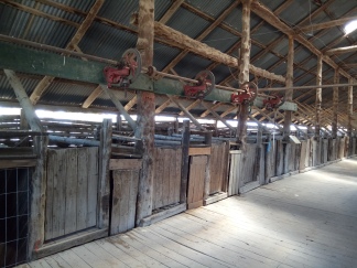 At its peak the shearing shed catered for 18 shearers who shore 50,000 by hand.